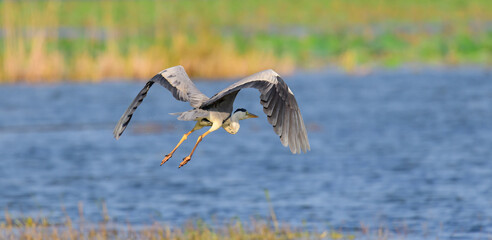 The grey heron in flight, flying low close to the water surface, nature backgrounds.