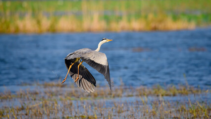Grey heron takes off from the water surface. Captured in the evening near Yoda lake in Hambantota.
