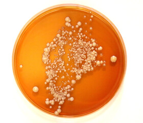 Microbiological culture plate with probiotics, prebiotics yeasts
