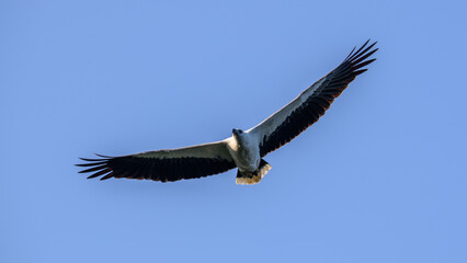 Fototapeta na wymiar White-breasted sea eagle (Haliaeetus Leucogaster) spread wings and gliding in the air close-up shot.