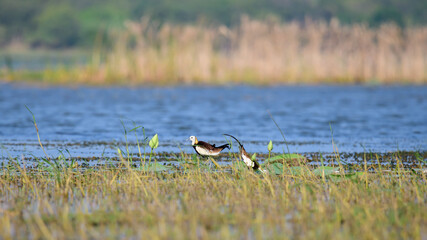 Pair of beautiful Pheasant-tailed jacana birds isolated in Yoda lake, Scenic landscape view.