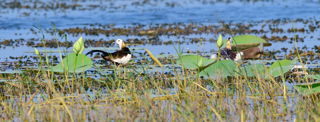 Pair of Pheasant-tailed jacana birds hunt in a lake, walks over lotus leaves.