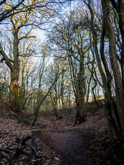 Fototapeta premium path in the woods