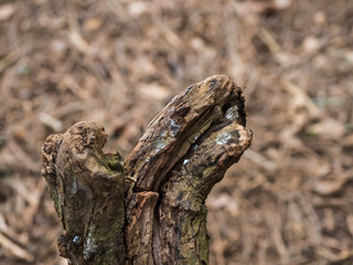 lizard on the tree or tree on the lizard