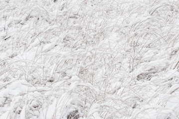 Field of snow covered grass