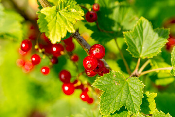 Red currant berries in the summer garden. Ribes rubrum