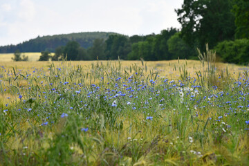 Obraz premium Blaue Kornblumen in einem Getreidefeld