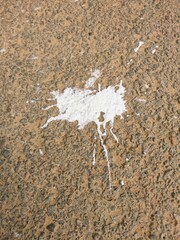  Bird droppings on paved roads