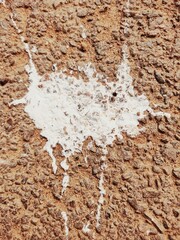  Bird droppings on paved roads.