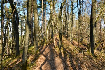 Path leading through a sessile oak (Quercus petraea) forest lit by sunlight