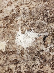 The white feces of birds on paved roads