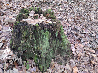 cut tree trunk covered with green moss in the forest