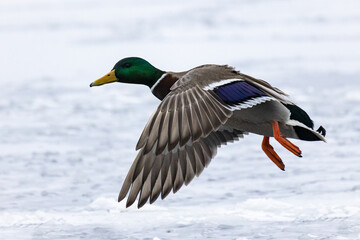 Mallard