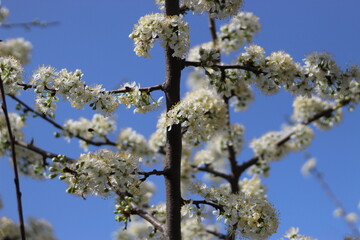 white flowers on trees in spring