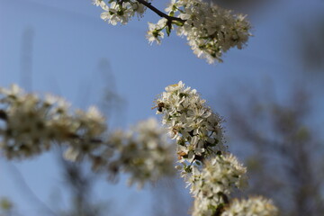 white flowers on trees in spring