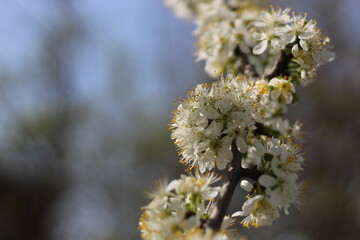spring blossom. plum flowers