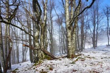 Beech (Fagus sylvatica) forest in winter