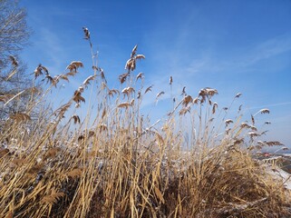 dry reeds in the wind covered with snow with blue sky in the background