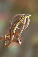 Grass Lizard in Natural Life's