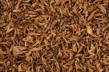 Chestnut leaves and shells in the grass, top view.