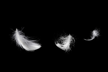 White feather isolated on a black background. - obrazy, fototapety, plakaty