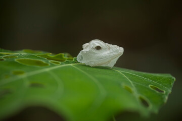 Grass Lizard in Natural Life's