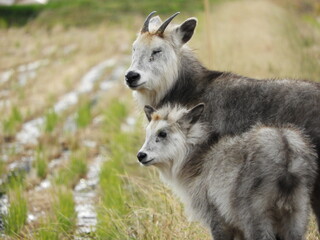 Fototapeta premium ニホンカモシカの親子