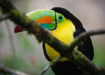 Exotic wild bird in Costa Rica. Keel-billed Toucan perched on a jungle tree branch.