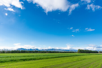 Obraz premium 北海道の大平原と大空