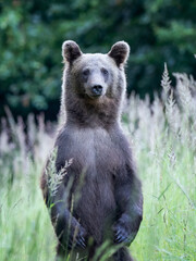 Naklejka premium big brown bear looks into the camera,closeup