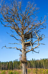 Old Tree stand in a deciduous tree