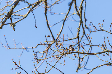Pied flycatcher sitting on a tree branch