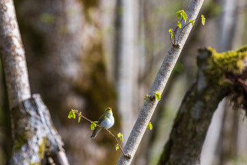 Singing Willow warbler on a tree branch at springtime