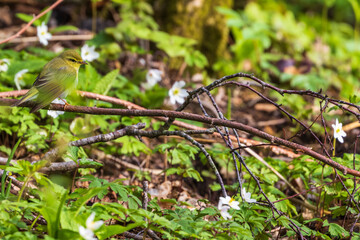Willow warbler sitting among flowering wood anemones at spring