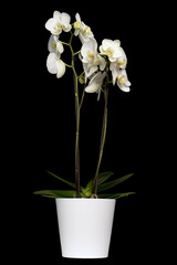 White orchid in a pot isolated on black background.