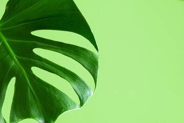 Green leaves of monstera on colored pastel background. Trendy tropical plant
