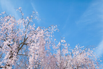 枝垂れ桜