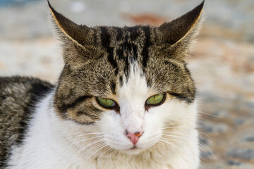 Grau gestromte Hauskatze