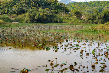 Wild fish pond overgrown with aquatic plants and reeds in the countryside