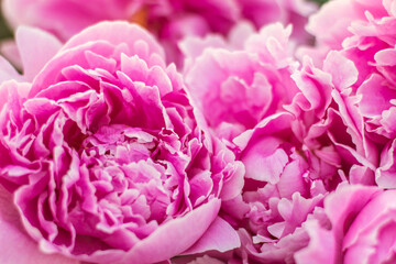 Floral vintage beautiful background. Wallpapers of flowers  pink peony. Flower composition. Close-up and defocus. Banner or postcard