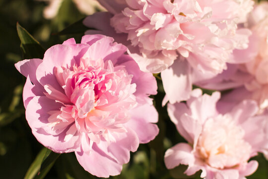 Floral vintage beautiful background. Wallpapers of flowers  pink peony. Flower composition. Close-up and defocus. Banner or postcard