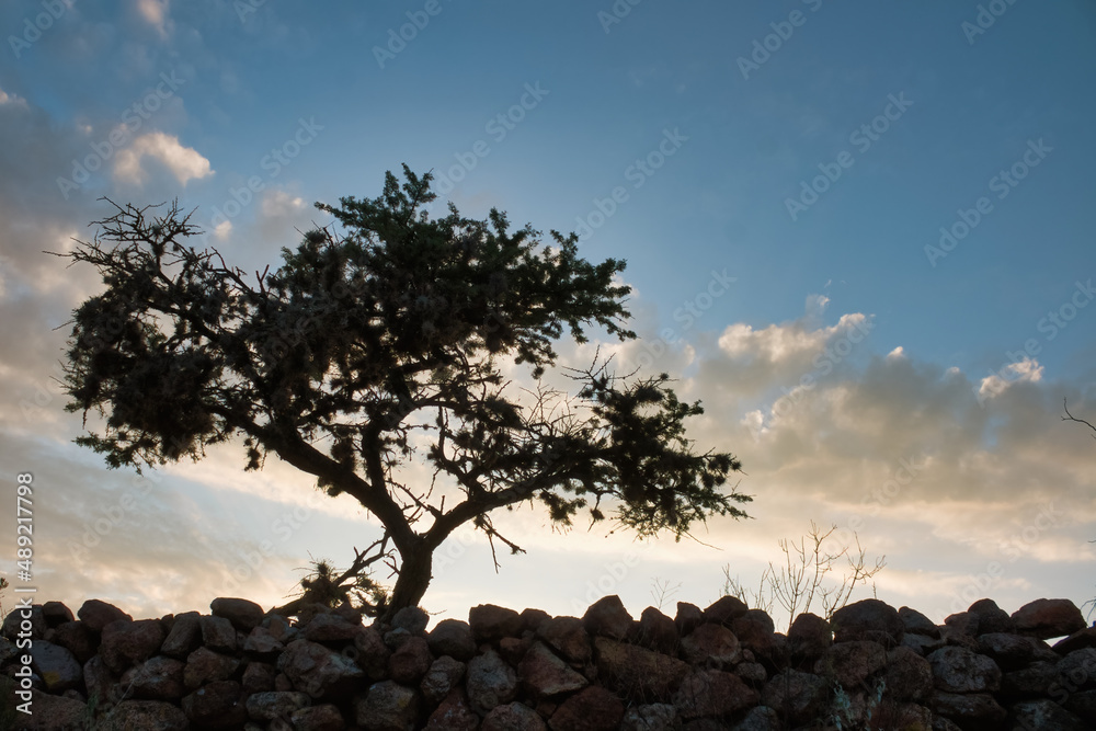 Sticker Low angle view of a lonely tree behind a low rocky fence under cloudy blue sky