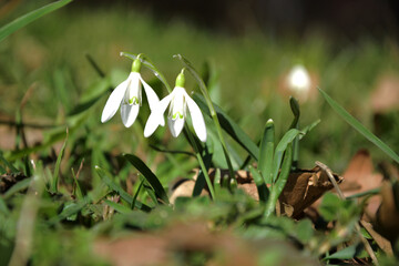 snowdrops in the forest