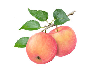 Closeup two whole pink fuji apples with green leaves hang on branch tree isolated on white background.