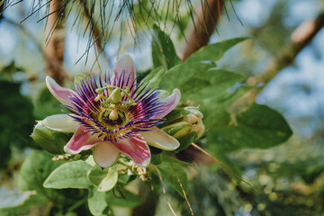 Closeup of the Passiflora flower against the blurred background of the leaves