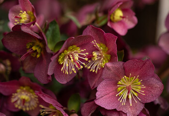 Burgundy hellebore flowers