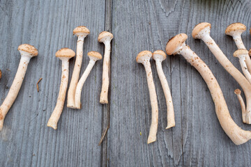 Fresh harvest honey mushrooms on a wooden table background. Still life with mushrooms for publication, poster, screensaver, wallpaper, postcard, banner, cover, post