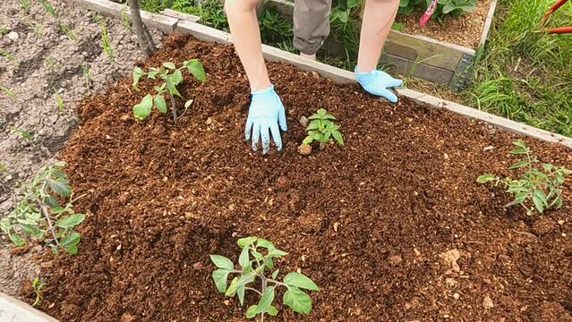 a gardener girl levels the mulch on the beds