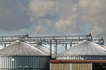 industrie cereales grains sillo toit oiseaux nourriture alimentation agriculture