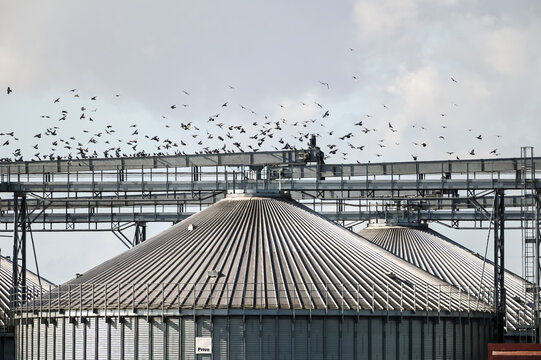 industrie cereales grains sillo toit oiseaux nourriture alimentation agriculture